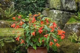The bertini skaugum is to be grown in a hanging basket or pot. Begonia Bertinii Sk Stock Photo By Trevor Nicholson Christie Image 1266596