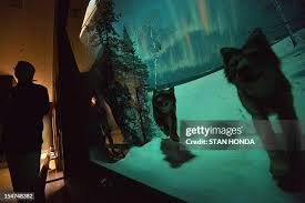 145 Bernard Wolf Stock Photos, High-Res Pictures, and Images