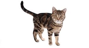 Here's a list of tabby cat names that will go along with your kitty's distinctive appearance. 49 Genius Tabby Cat Names You Ll Love Find Cat Names