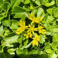 エゾノキリンソウ（蝦夷之麒麟草）の育て方・栽培方法