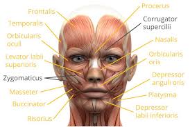 One example of this is the quadriceps, a group of four muscles located on the anterior (front) thigh. Pin On Facial Anatomy