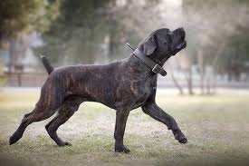 One historical source dated 1909 describes events in 1857, when a cross between a bulldog and a mastiff referred to as the boer hunting dog was the best dog . Boerboel Dog Breed Information