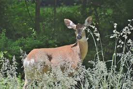State Ids Fatal Deer Virus The Highlands Current