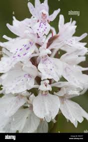 Image result for Eulophia galeoloides