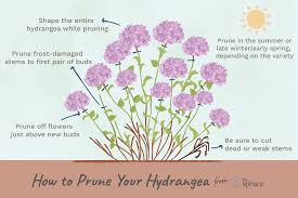 How To Prune Different Kinds Of Hydrangeas