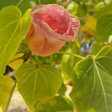 Image result for Thespesia populneoides