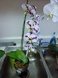 Orchid Obsession Watering Orchids Without Ice Cubes Orchids In Water Orchids Orchid Plants