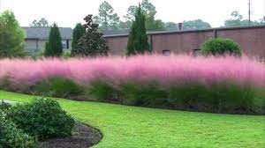 Pink Muhly Grass Seeds Ornamental Xeriscape Gulf Im Seeds Bulbs Backyard Landscaping Landscape Design Driveway Landscaping