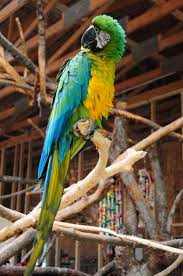 Macaws
