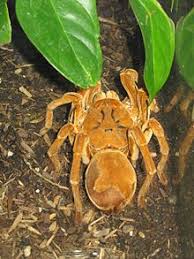 Submitted 3 years ago by whats8. Goliath Birdeater Wikipedia