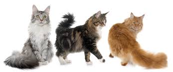 Maine coon kittens for sale indiana. Le Maine Coon L Empereur Des Chats Preferes Des Francais Animal Fute