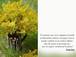 Infuzia combinată din flori de sânziene. La Cules De Sanziene Pe Ia Batraneasca Din Tinutul Padurenilor Flower Qoutes Life Qoutes