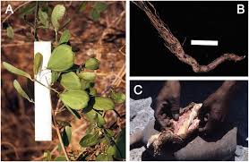 Image result for Hippocratea indica