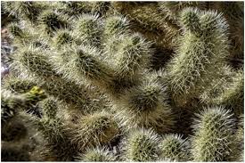 That means they can absorb quite an amount of water within the shortest time. Cholla Cactus Hikers Do Not Like This Plant But If You Want To Survive In The Desert Then This Would Be Your Best Friend The Edible Plants Plants Yucca Plant