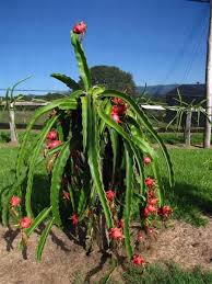 During the first year after planting a dragon fruit cactus, fertilize every 8 weeks with light doses (1/4 lb) of fertilizer. I Am Often Asked About The Best Way To Grow Pitayas They Are A Climbing Cacti Which Require A Support Struc Dragon Fruit Plant Fruit Trees Dragon Fruit Cactus