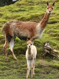Llama Family Animals Beautiful Animals Wild Zooborns