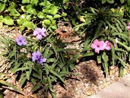 Image result for Ruellia praetermissa