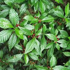 Image result for Psychotria vogeliana