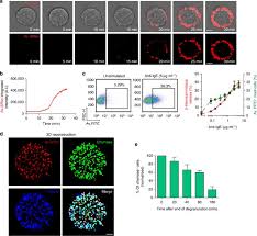 Mast Cells Form Antibody Dependent Degranulatory Synapse For Dedicated Secretion And Defence Nature Communications Today it is used in spain, romania, the republic of moldova, italy, and portugal, and in some countries of latin america and north america. mast cells form antibody dependent