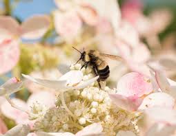 Jan 14, 2017 · the new york times: A Bumblebee Gets New Protection On Obama S Way Out The New York Times