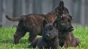 There is also dna, so called, breed identification test kits out there too. Dutch Shepherd Dog Price Temperament Life Span