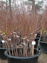 There are many trees that will grow well in tennessee because of the favorable growing zones. It S Time To Plant Fruit Trees Bushes