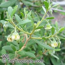 Image result for Diospyros dichrophylla