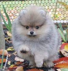 Never from a puppy mill. Pomeranian Puppies For Re Home Pomeranian Puppy Puppies Near Me Pomeranian Puppy For Sale