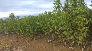 Fakat o bir süre yi yılın mayıs ayına kadar diye sınırlarsak gübreleme ve sulama zamanımız gelmiş 20 mayıs tarihinden itibaren yapacağımız ilk 4 sulamada damla sulama sistemi aracılığıyla fidan malumunuz olduğu üzere eğer tohum/fide dikimi yapıp kısa sürede hasat işlemi yapmıyorsanız yani. Ceviz Fidani Fiyatlari 12 Tl Kapidag Fidancilik Bandirma