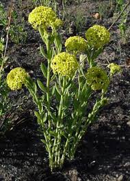 Image result for Gnidia