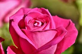 Key properties:• unique clear and vibrant colour• pigments of high quality. Rosa Ramo De Rosas Flor Foto Gratis En Pixabay
