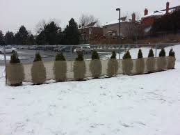 Also know, should you wrap cedars in burlap? The Groundskeepers Say Merci To The Sakal Family Ventura Park Ps Blog