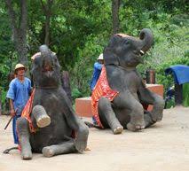 Phuket Safari Program B 5in1 Thai Fruit Elephant Trek 30 Mins Elephant Show Monkey Show Rice Fa Thailand Holiday Elephant Trekking Safari Tour