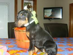 Beauceron beauceron showing in conformation at the akc from www.pinterest.com. Doberman Puppies For Sale In Hewitt Minnesota Classified Americanlisted Com