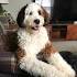 Saint Berdoodle Dog Breed Information and Pictures