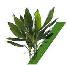 Image result for Dracaena steudneri