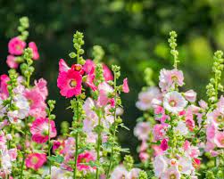 We did not find results for: Flowers For The Winter And Spring Garden Yates Gardening