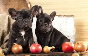 Can Dogs Eat Onions And Not Get Sick Dog Carion