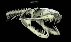 There are 255 snake jaw for sale on etsy, and. Sneaky Snake Facts