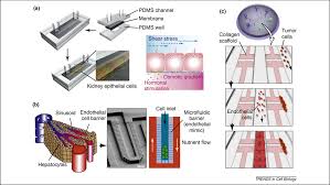 Build beautiful, usable products faster. From 3d Cell Culture To Organs On Chips Abstract Europe Pmc