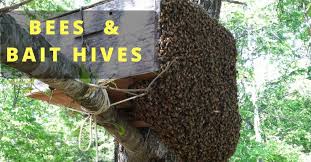 No bee swarm is worth six months off work or worse? Big Bee Swarm In My Bait Hive Bee Swarm Big Bee Hives