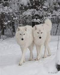An Entry From If You Love Animals Don T Eat Them Animals Beautiful Wolves Animals Beautiful