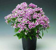 Bunga yang satu ini termasuk spesies tanaman bunga yang bernama plantarum. Gambar Bunga Anyelir Ungu Jual Tanaman Hias Bunga Anyelir Bunga Ungu Putih Dianthus Purple Picotee Kab Bandung Barat Ibad G Gambar Bunga Anyelir Mawar Taman