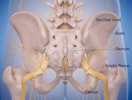 Auricle (pinna) and it has two sacs; Lower Back Pain The Sacroiliac Joint