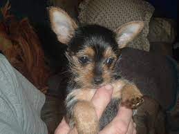 Chorkie Puppies Chorkie Puppies Dog Puppy Site Chihuahua Mix Puppies Yorkie Chihuahua Mix Toy Dog Breeds
