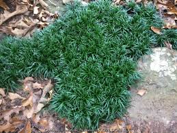 Image result for Ophiopogon