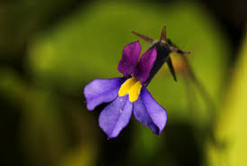 Image result for Monopsis decipiens