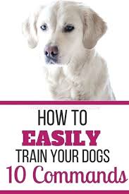 This 5 week class will cover everything from crate games and potty training to foundation behaviors like name, touch, sit, and if you forget them, we do keep those handy at our doggy station near the grass area. Dog Training Collars Dog Training Near Me Cheap Garmin Pro 70 Dog Training System Dog Trainin Training Your Dog Training Your Puppy Dog Training Obedience