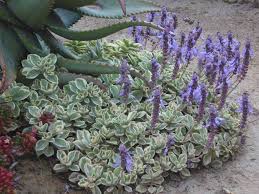 Image result for Coleus neochilus