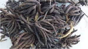 Image result for Xylopia aethiopica